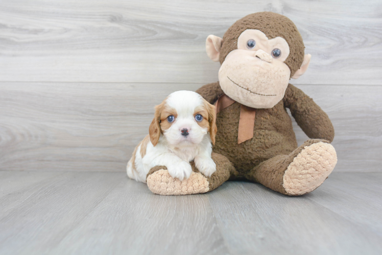 Funny Cavalier King Charles Spaniel Baby