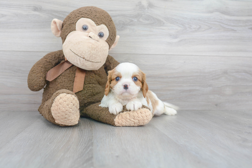 Akc Registered Cavalier King Charles Spaniel Baby