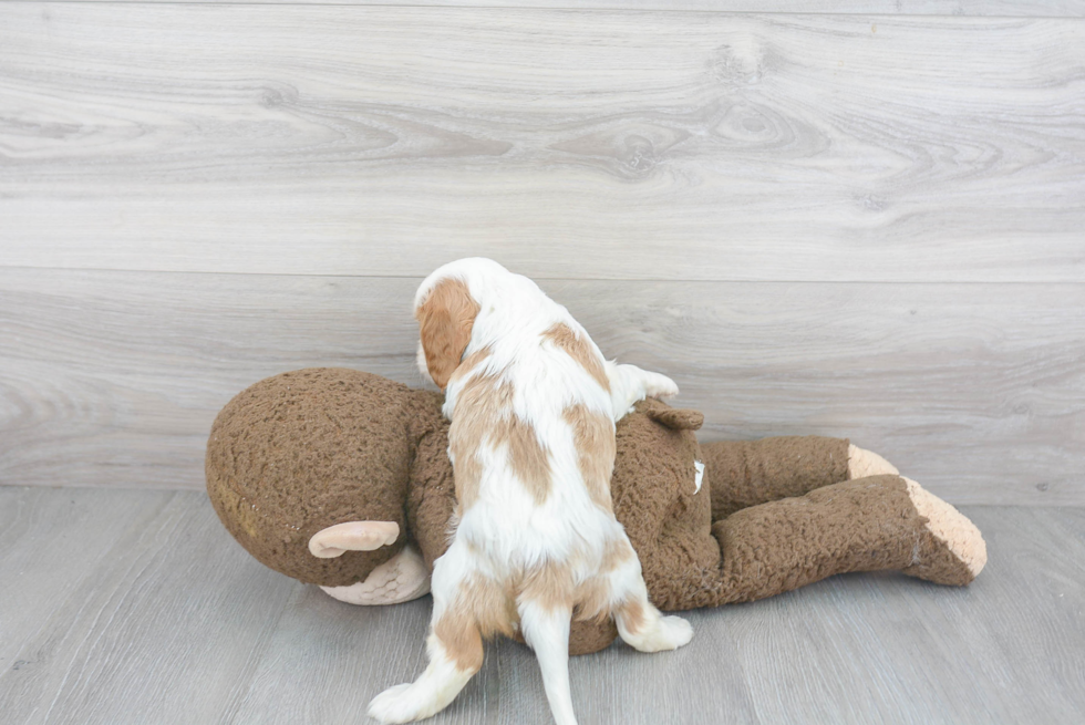 Cavalier King Charles Spaniel Pup Being Cute