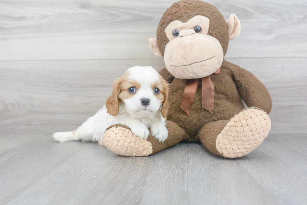 Akc Registered Cavalier King Charles Spaniel Baby