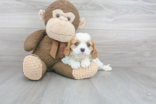 Cavalier King Charles Spaniel Puppy for Adoption