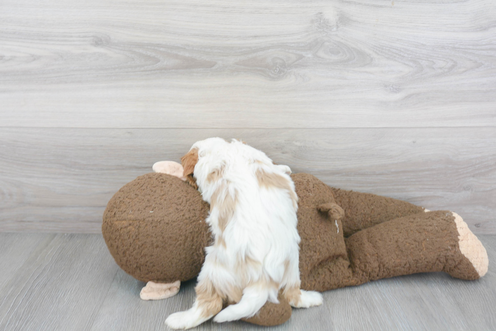 Cavalier King Charles Spaniel Pup Being Cute