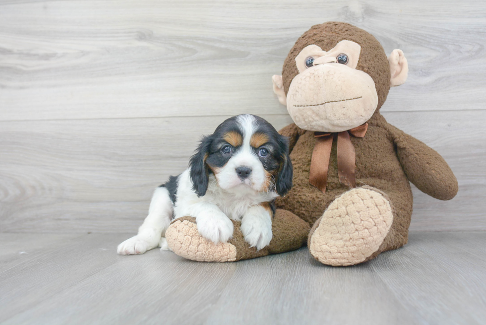 Sweet Cavalier King Charles Spaniel Purebred Puppy