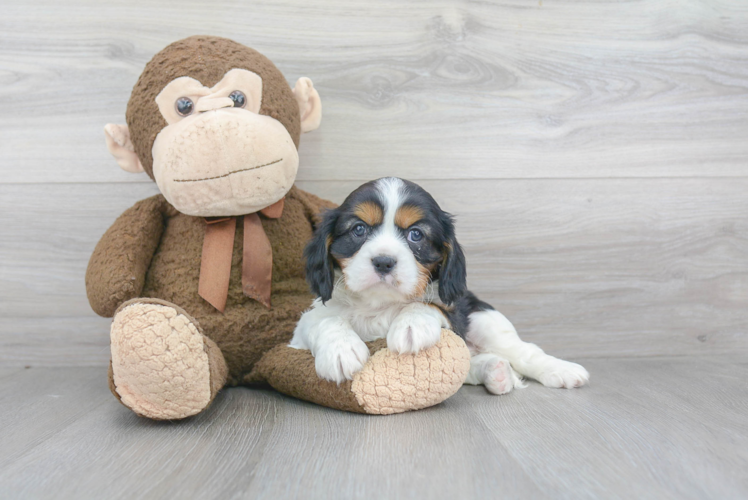 Best Cavalier King Charles Spaniel Baby