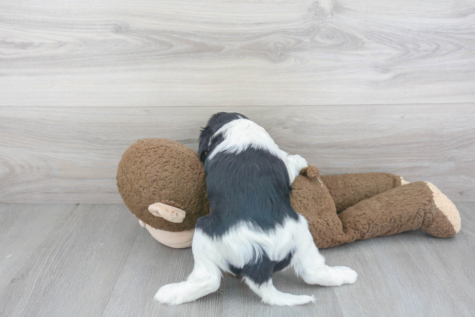 Akc Registered Cavalier King Charles Spaniel Baby