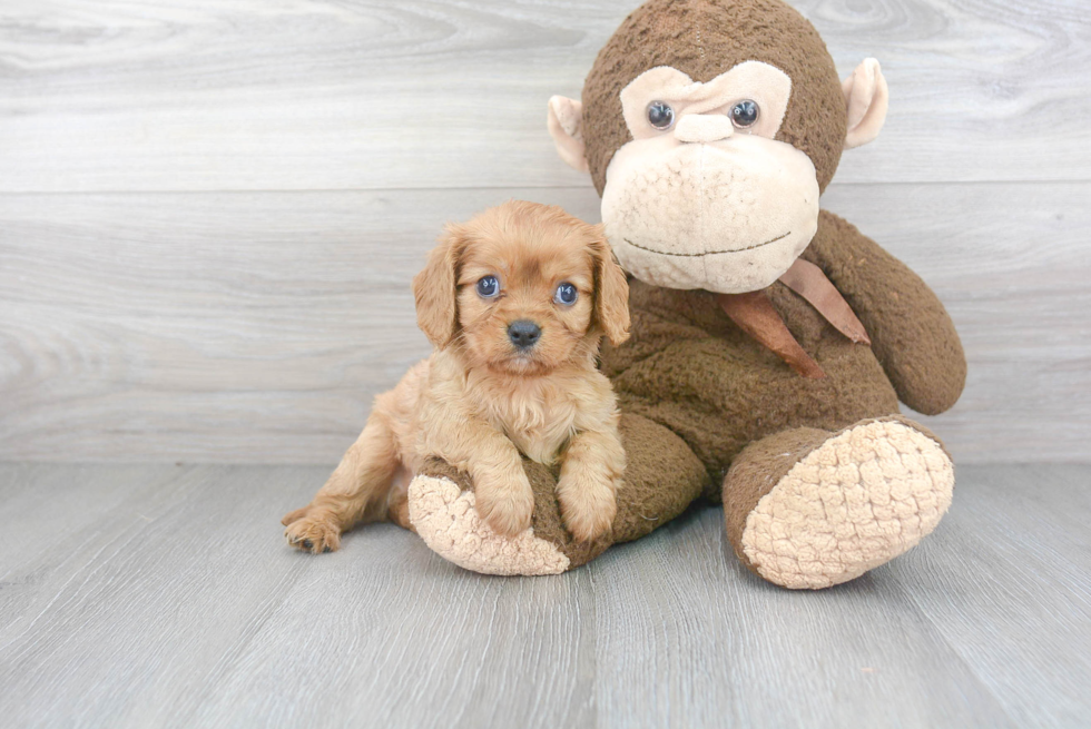 Best Cavalier King Charles Spaniel Baby