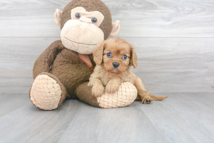 Cavalier King Charles Spaniel Pup Being Cute