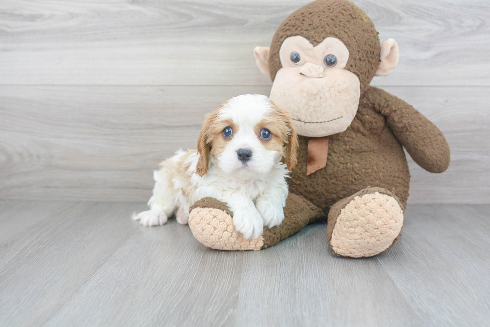 Cavalier King Charles Spaniel Pup Being Cute