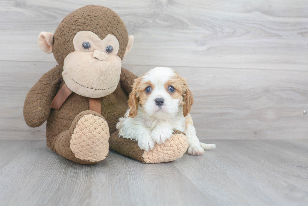 Playful Cavalier King Charles Spaniel Purebred Pup