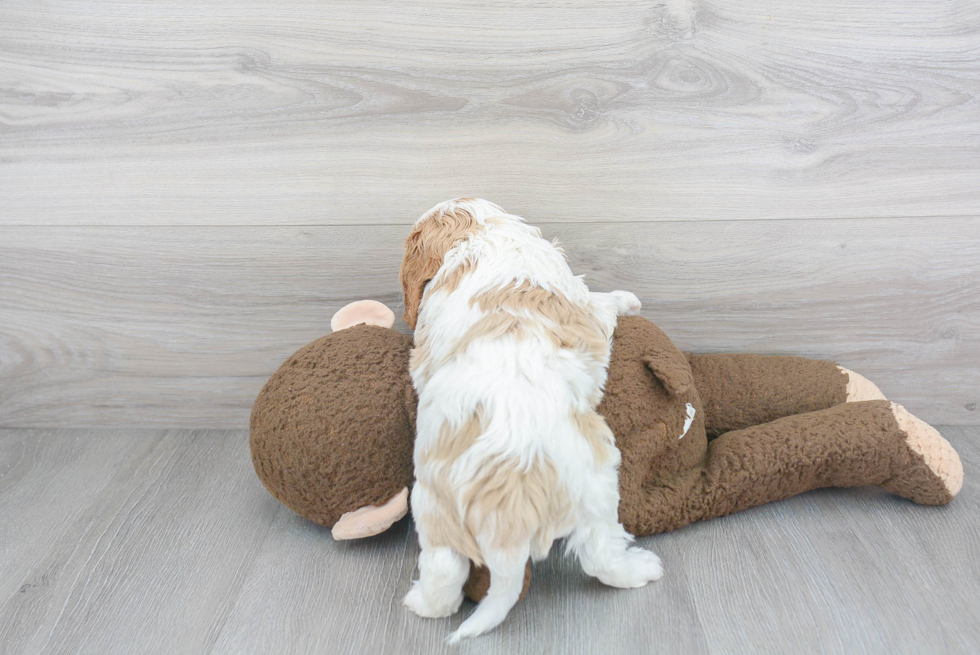 Popular Cavalier King Charles Spaniel Baby