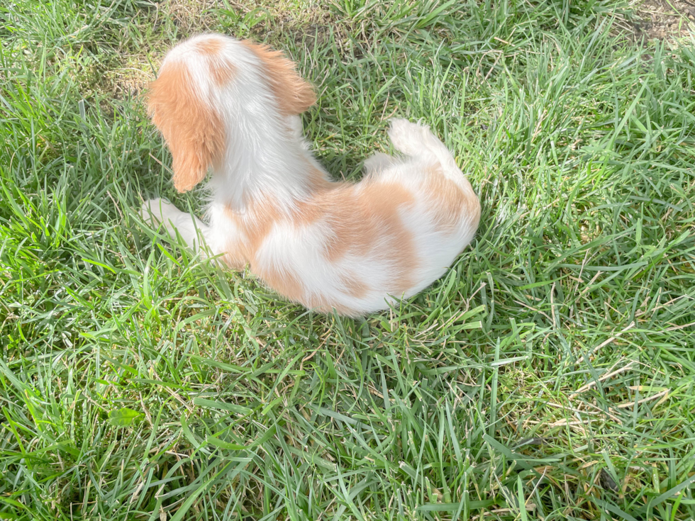 Friendly Cavalier King Charles Spaniel Baby