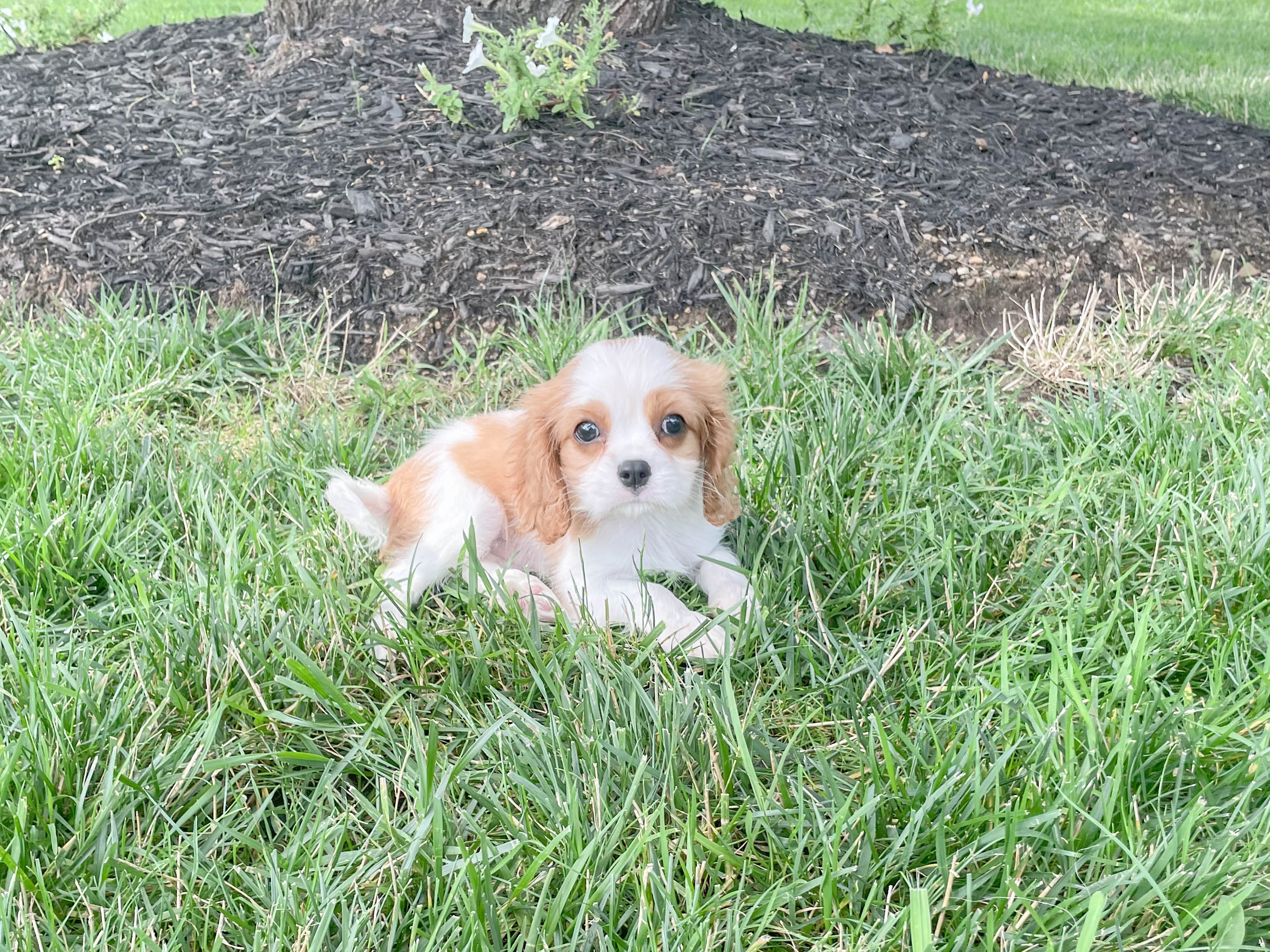 Cavalier King Charles Spaniel Pup Being Cute