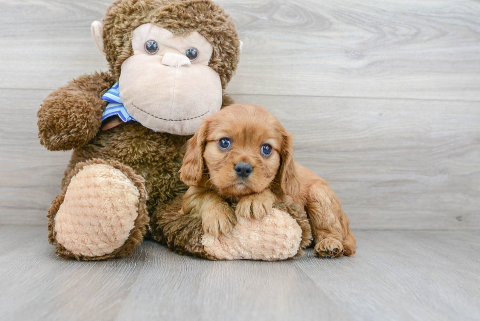 Cute Cavalier King Charles Spaniel Baby