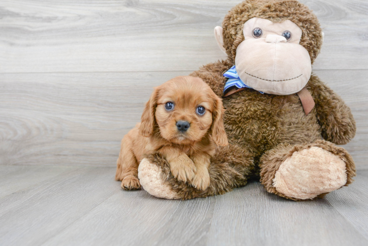 Cavalier King Charles Spaniel Puppy for Adoption