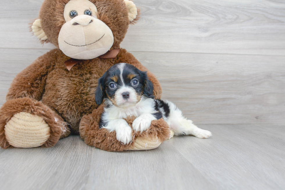 Cavalier King Charles Spaniel Puppy for Adoption