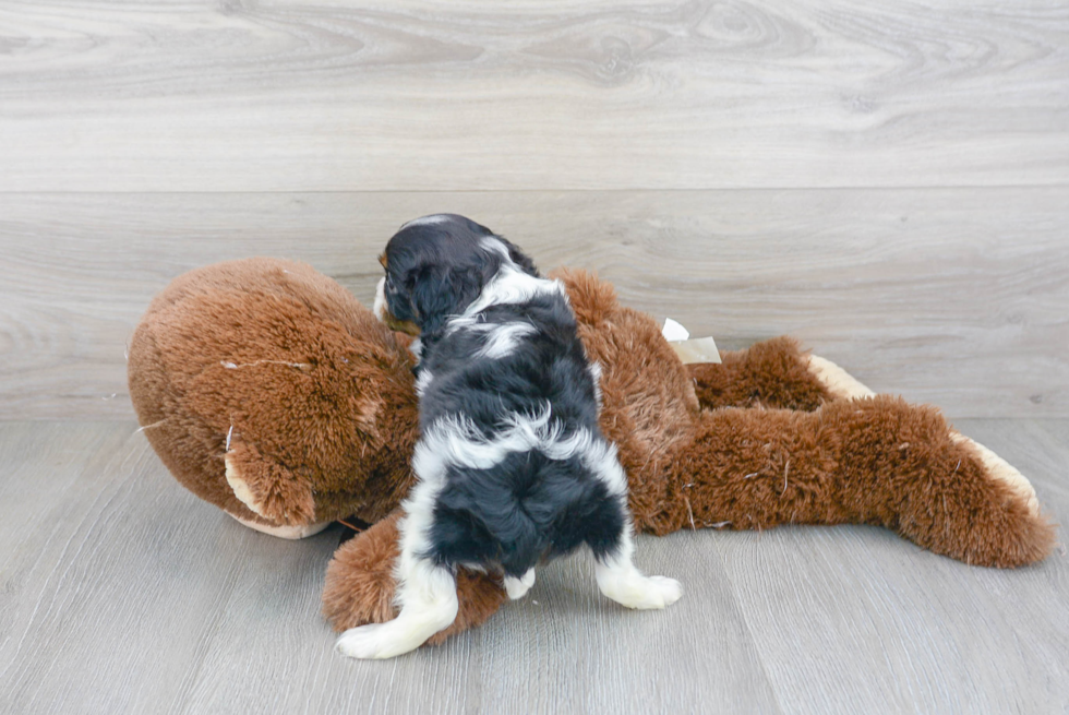 Cavalier King Charles Spaniel Pup Being Cute