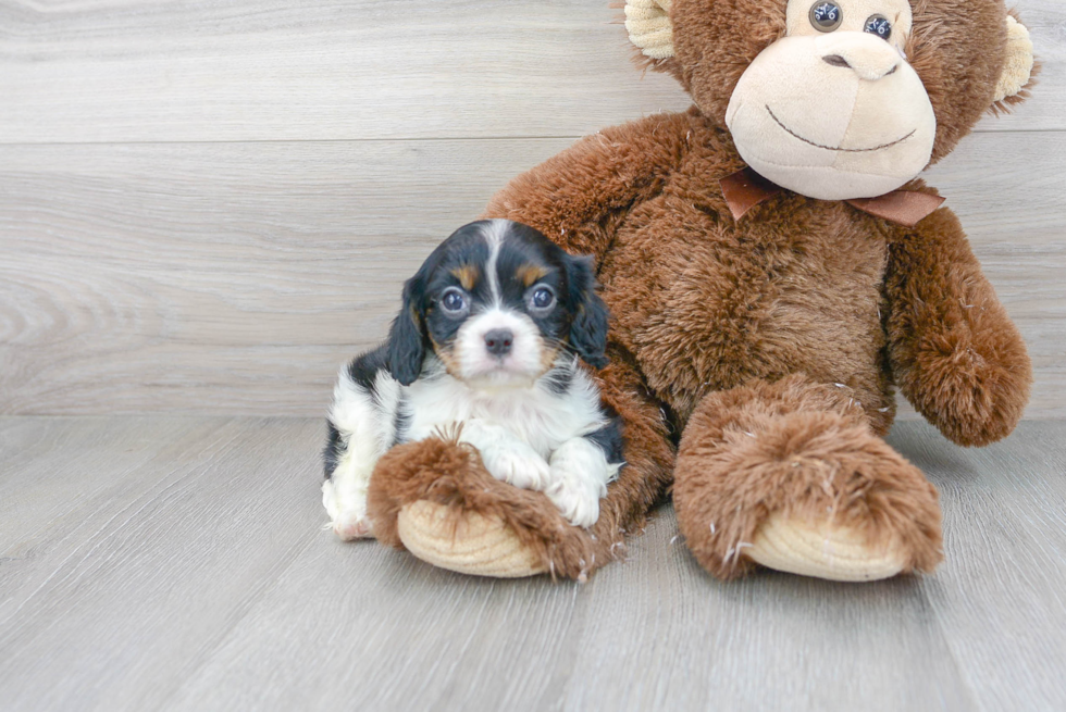 Friendly Cavalier King Charles Spaniel Baby