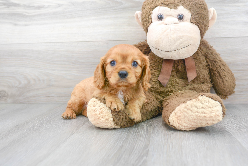 Friendly Cavalier King Charles Spaniel Purebred Pup