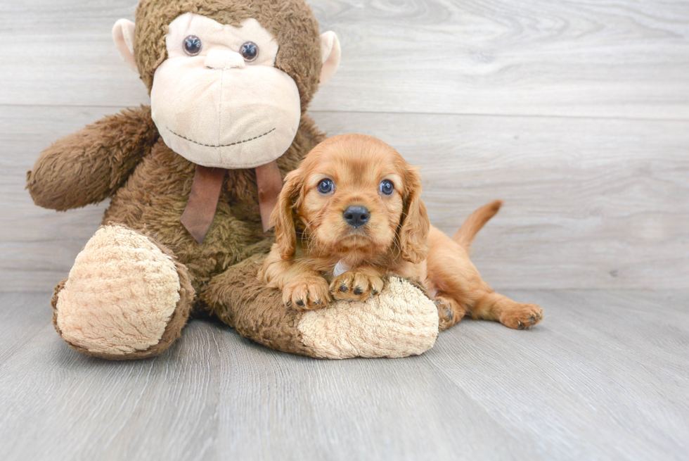 Best Cavalier King Charles Spaniel Baby