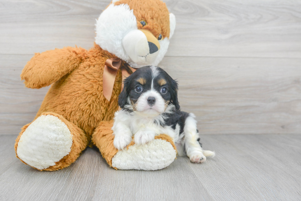 Energetic Cavalier King Charles Spaniel Purebred Puppy