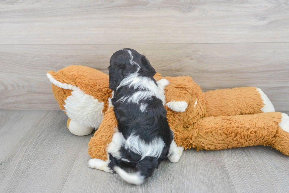 Funny Cavalier King Charles Spaniel Baby