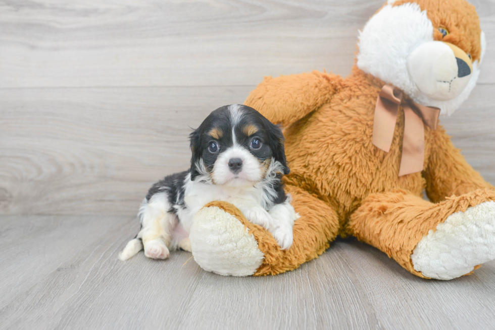 Hypoallergenic Cavalier King Charles Spaniel Purebred Pup