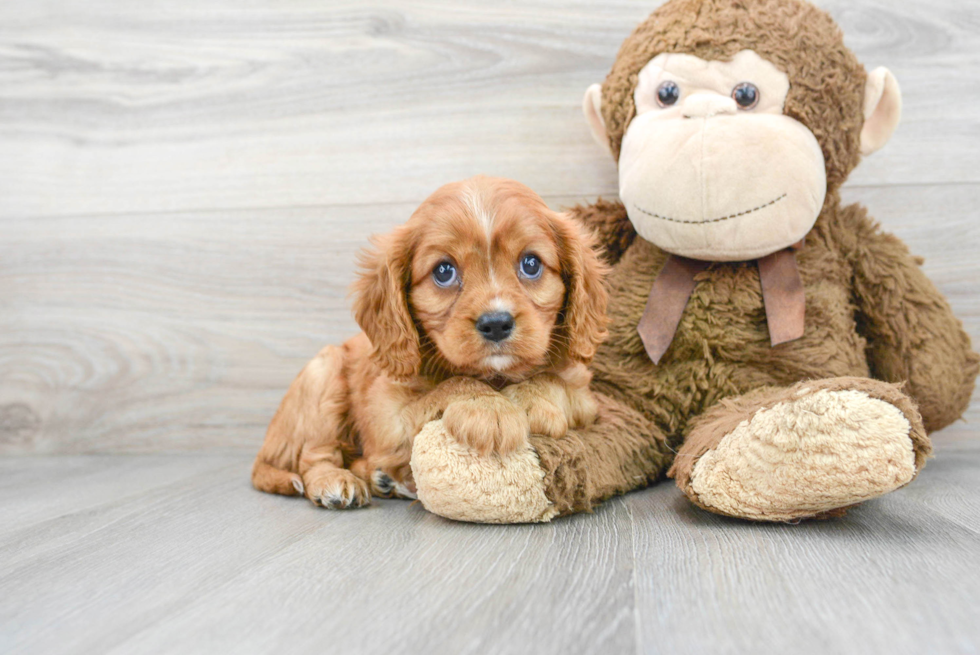 Hypoallergenic Cavalier King Charles Spaniel Purebred Pup