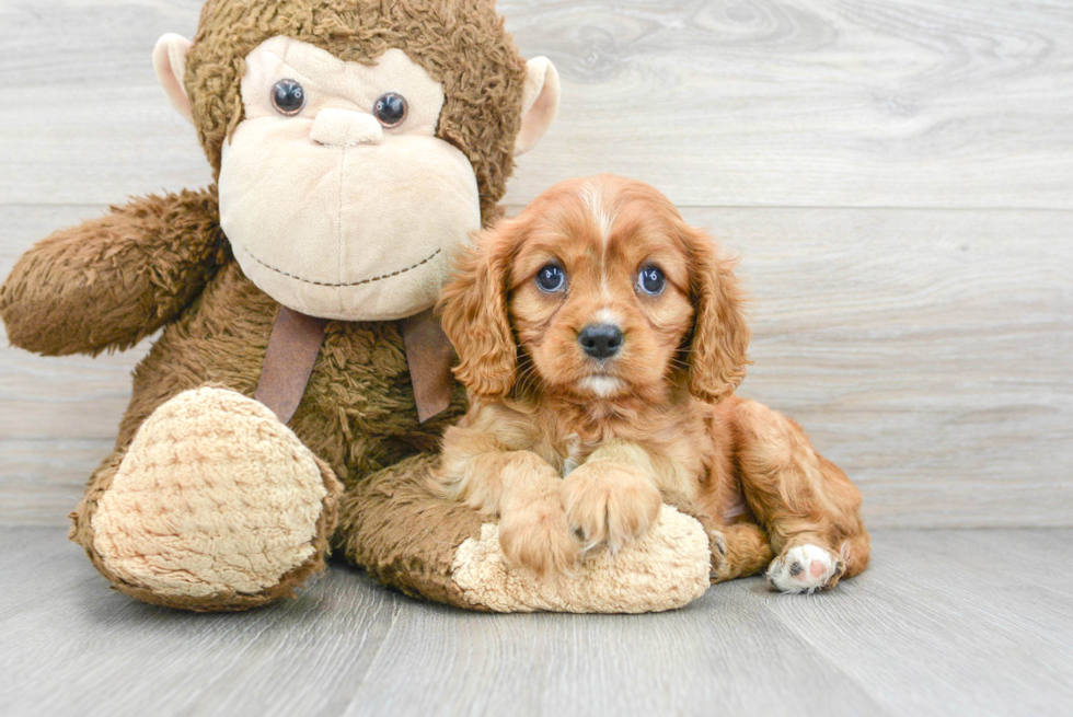 Best Cavalier King Charles Spaniel Baby