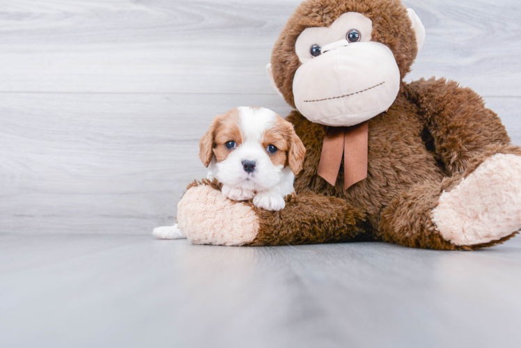 Akc Registered Cavalier King Charles Spaniel Baby