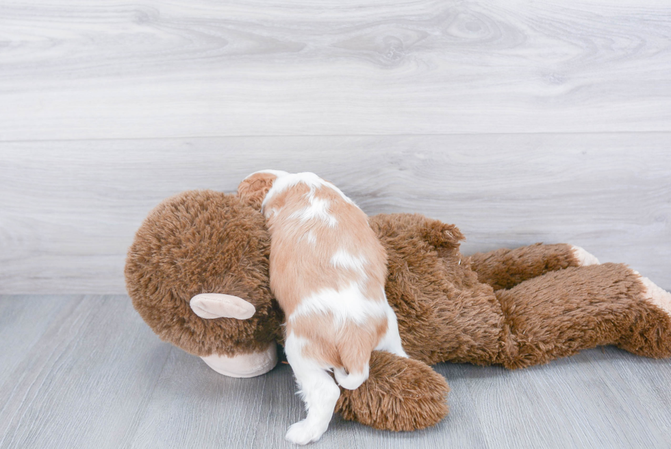 Small Cavalier King Charles Spaniel Purebred Pup