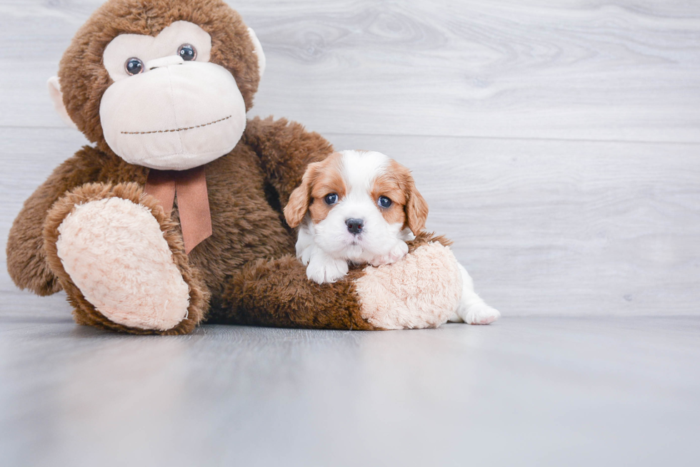 Best Cavalier King Charles Spaniel Baby