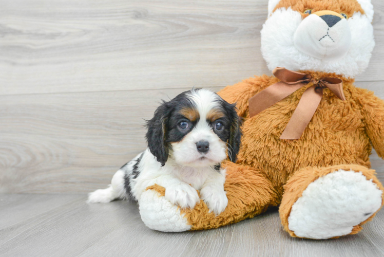 Best Cavalier King Charles Spaniel Baby