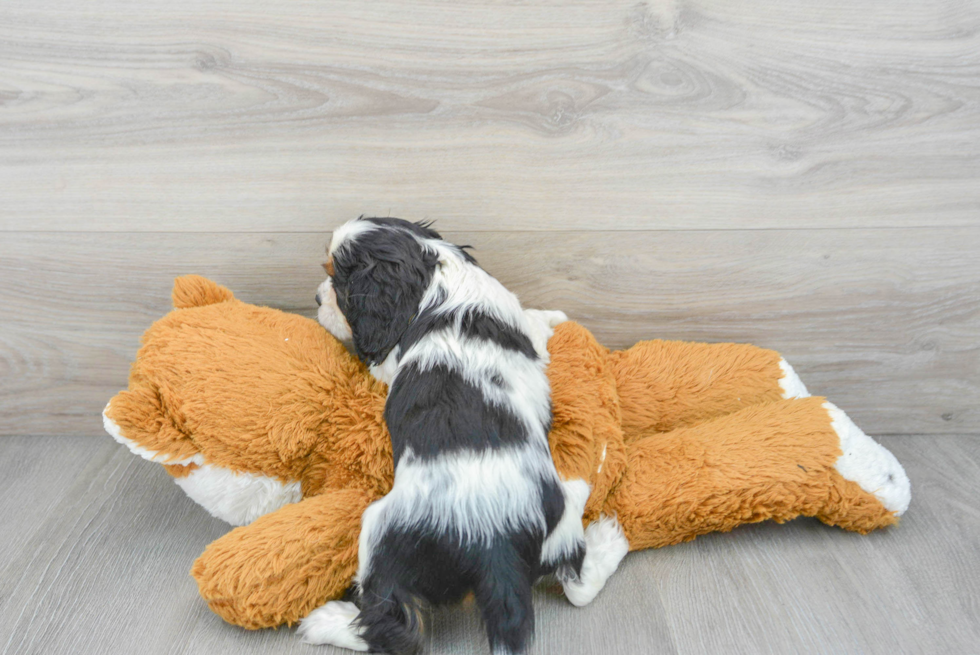 Best Cavalier King Charles Spaniel Baby