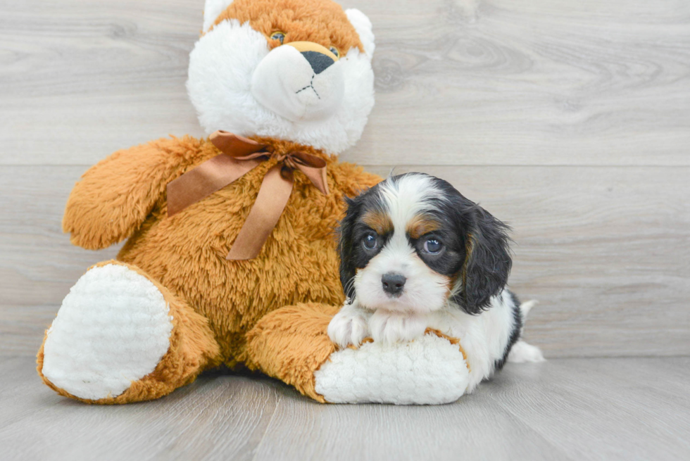 Cavalier King Charles Spaniel Pup Being Cute