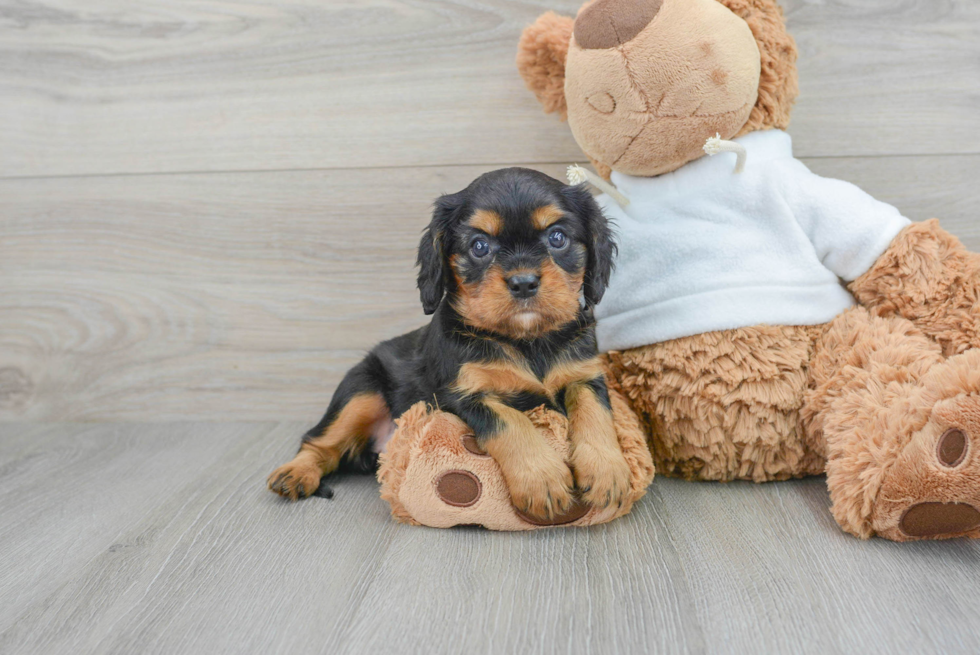 Cavalier King Charles Spaniel Pup Being Cute