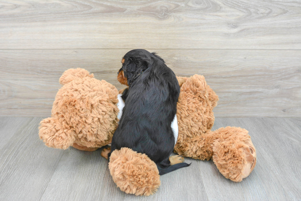 Best Cavalier King Charles Spaniel Baby