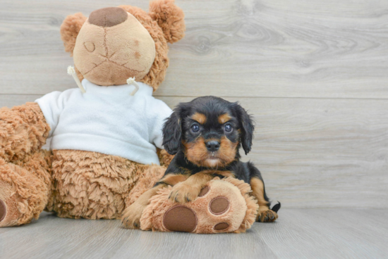 Cavalier King Charles Spaniel Pup Being Cute