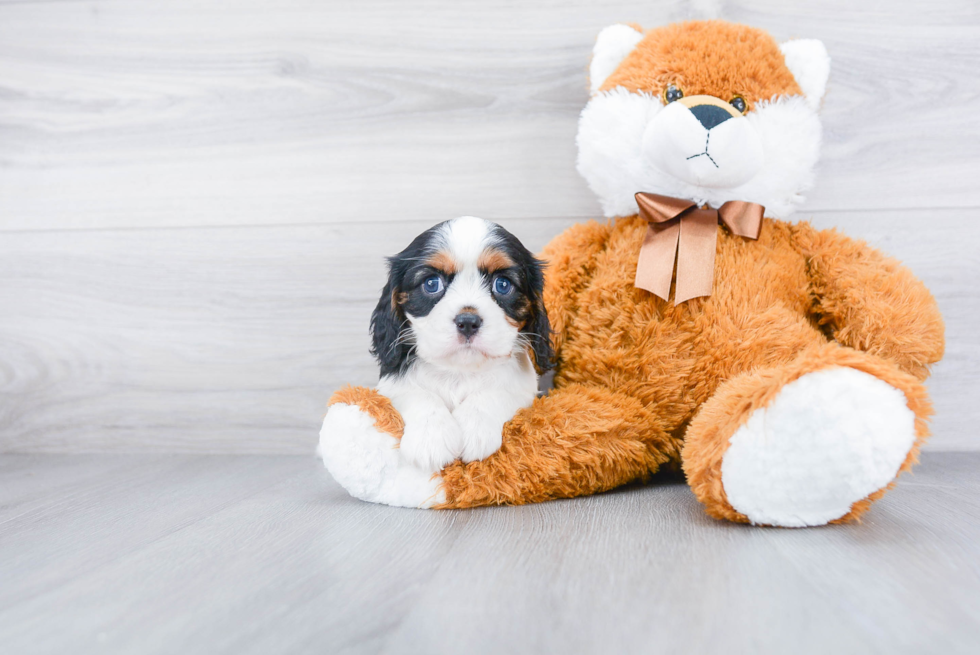 Cavalier King Charles Spaniel Pup Being Cute