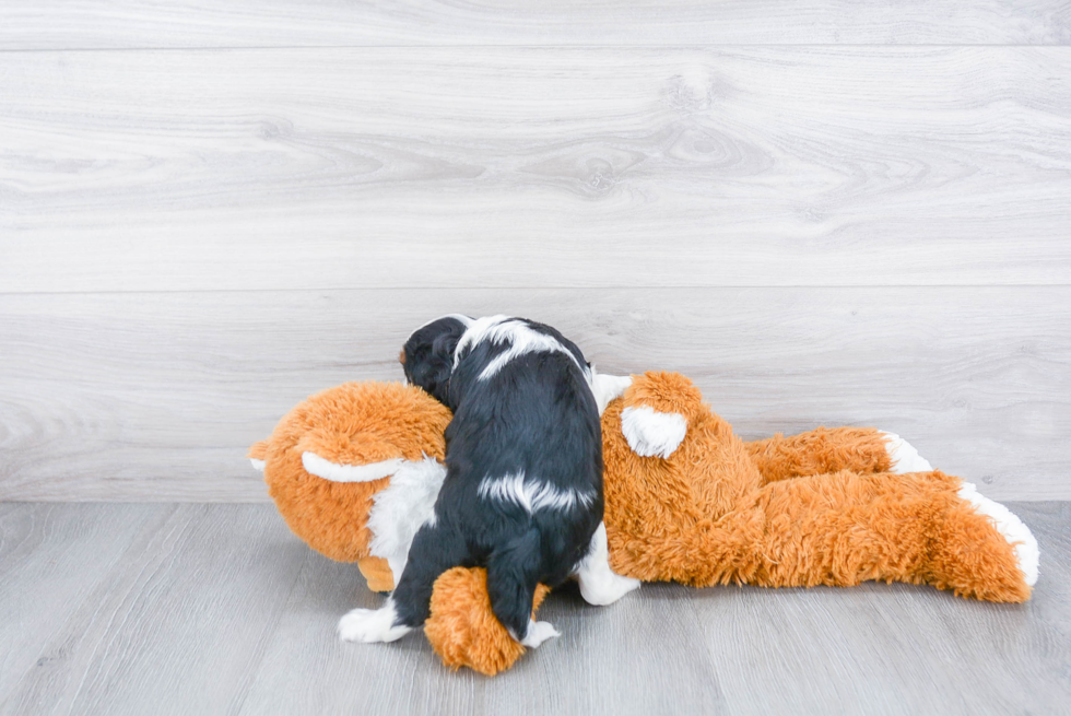 Little Cavalier King Charles Spaniel Baby