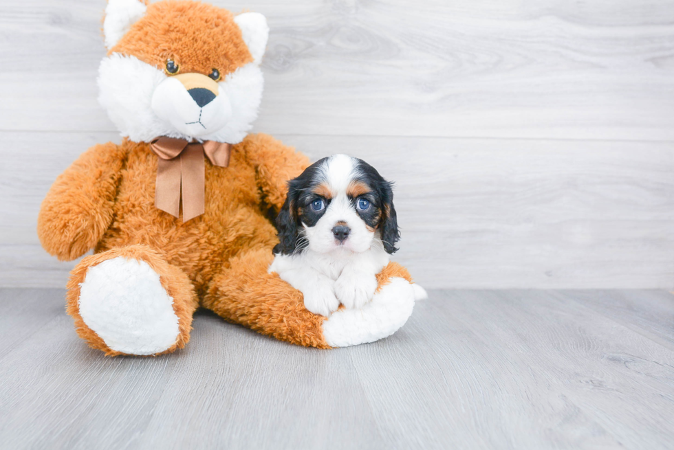 Little Cavalier King Charles Spaniel Baby