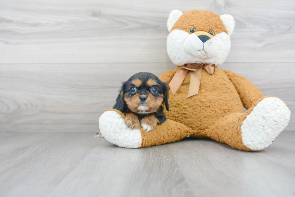 Friendly Cavalier King Charles Spaniel Baby