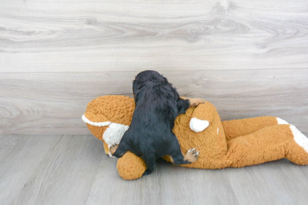 Hypoallergenic Cavalier King Charles Spaniel Baby