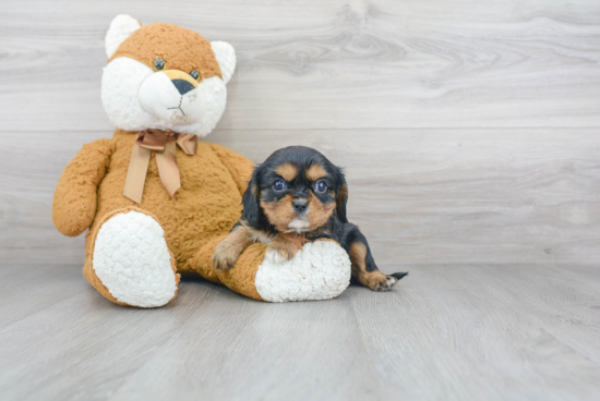 Best Cavalier King Charles Spaniel Baby