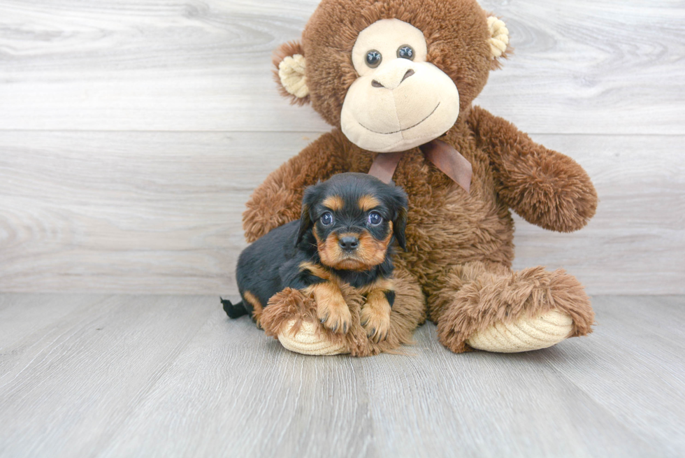 Best Cavalier King Charles Spaniel Baby