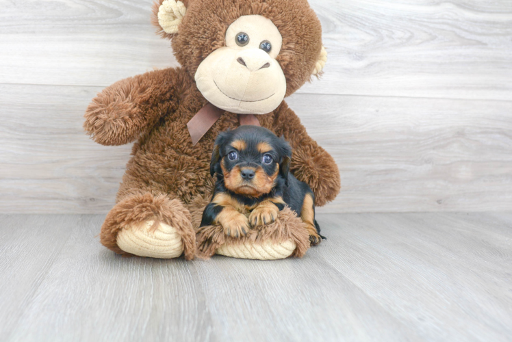 Energetic Cavalier King Charles Spaniel Purebred Puppy