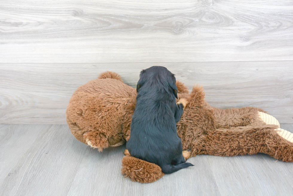 Cavalier King Charles Spaniel Pup Being Cute