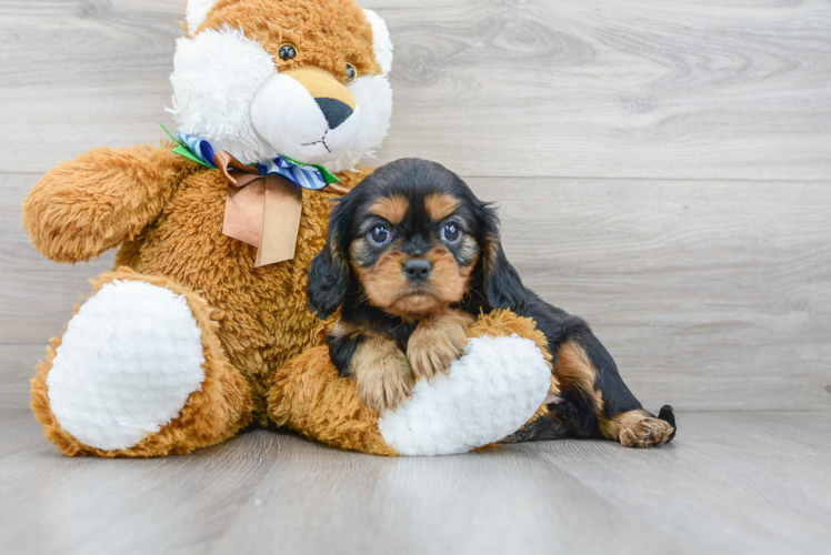 Hypoallergenic Cavalier King Charles Spaniel Baby