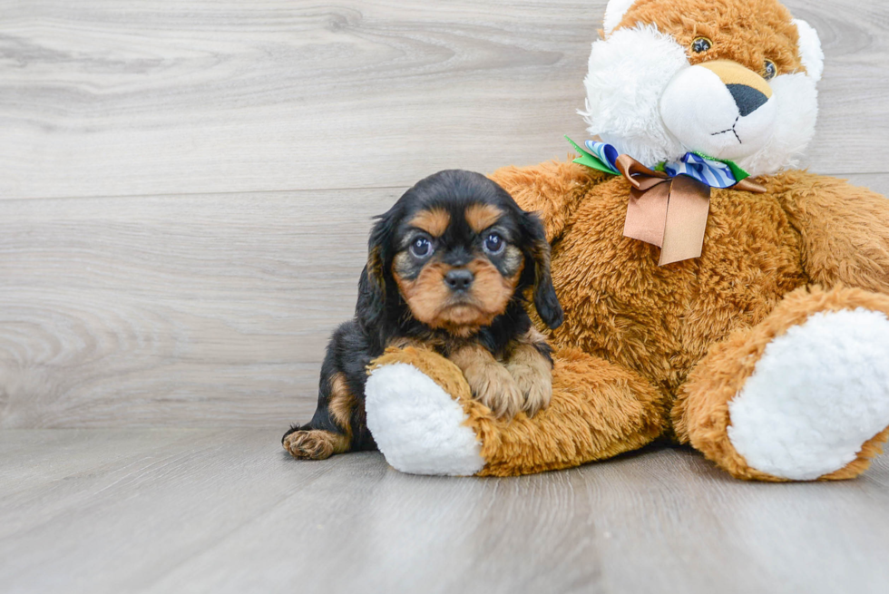 Cavalier King Charles Spaniel Pup Being Cute
