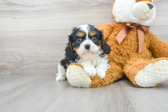 Cavalier King Charles Spaniel Puppy for Adoption