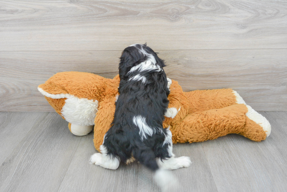 Cavalier King Charles Spaniel Puppy for Adoption